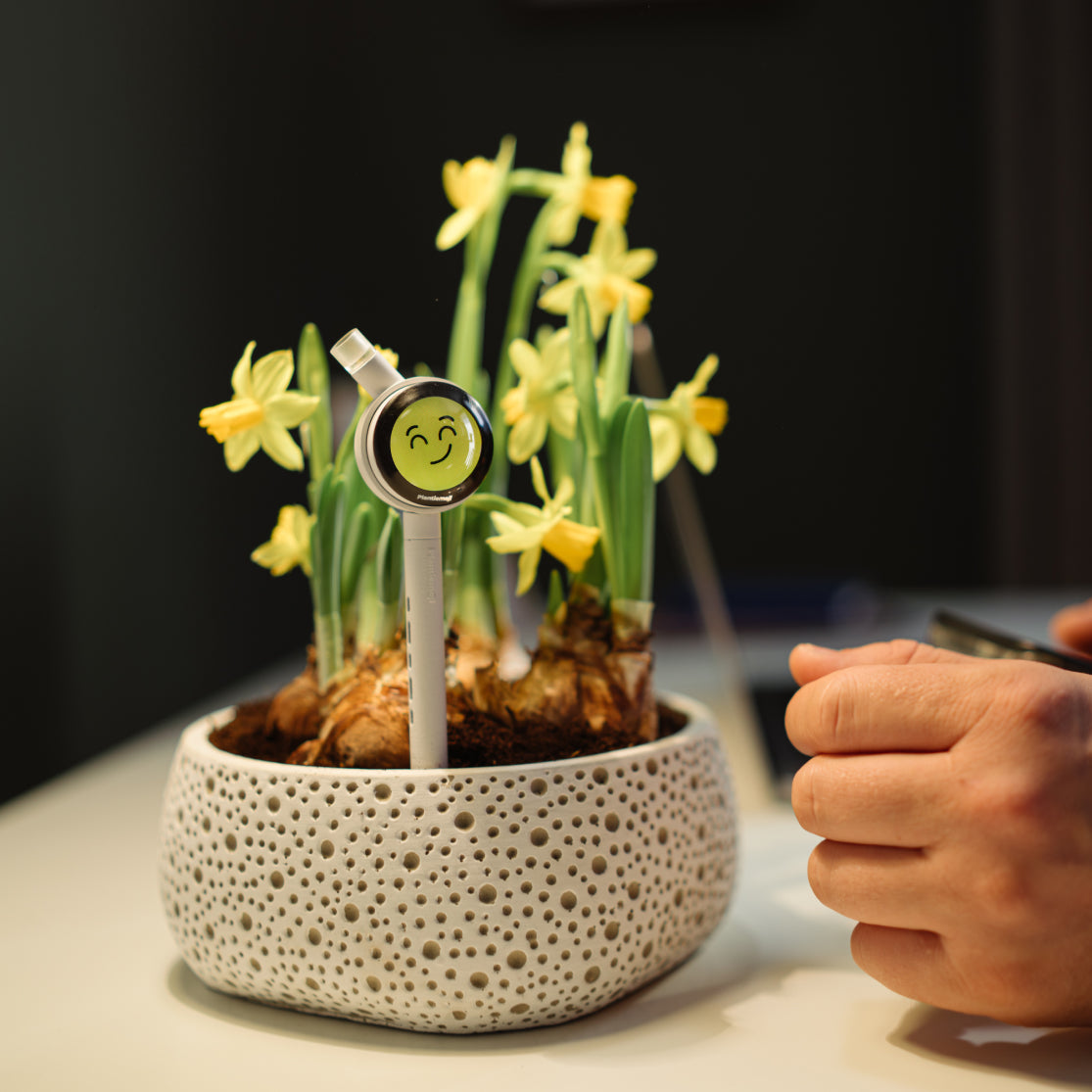 PLANTIEMOJI KIT DEPOSIT